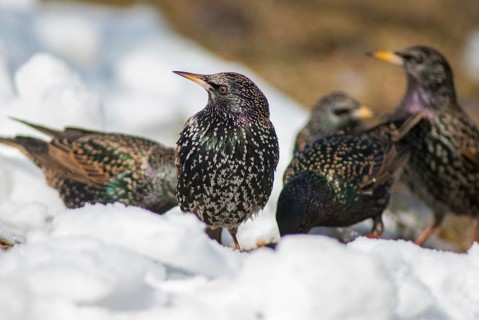 Starling, Sturnus vulgaris, birds, passeri, songbirds, songbirds, birds, winter