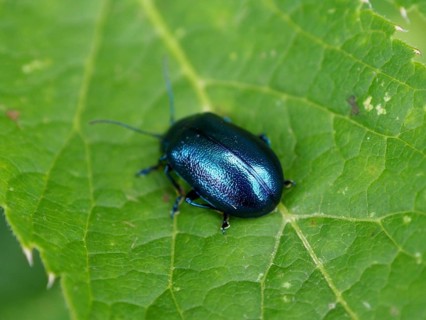 Close-up of a metallic-coloured beetle, the butterbur leaf beetle (Oreina cacaliae), on a green
