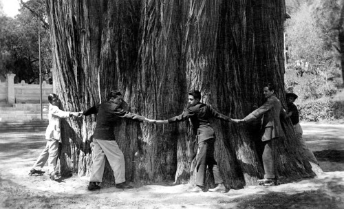 Giant sequoia, men embracing the thick trunk of a giant sequoia (Sequoiadendron giganteum), 1930s,