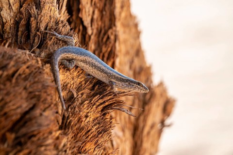 Karasburg tree skink (Trachylepis sparsa) in a tree, Namib Desert, Namibia