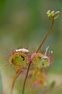 Brosswort, Bullwort, Drosera rotundifolia, Droseraceae, Lord's Spoon, Sky Spoon, Sky Dew, Roundleaf