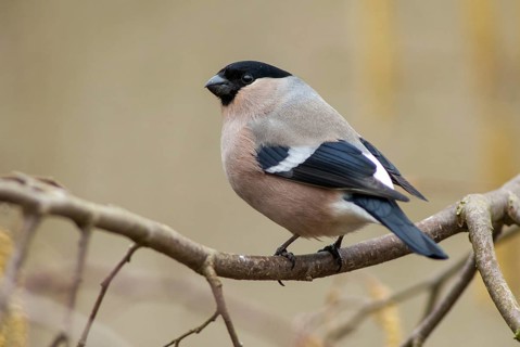 Bullfinch, Bullfinch, Pyrrhula Pyrrhula, Birds, Bullfinch, Female, Passeri, Songbirds, Birds,