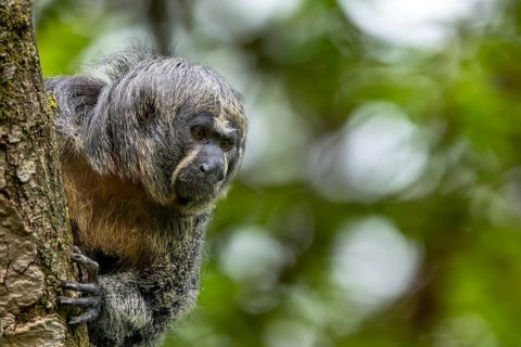 A monkey with gray fur looks around the trunk of a tree, adult Saki monkey from Isabel's monk,