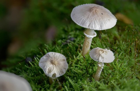 Cystoderma carcharias, pearly powdercap, strong creeping granule umbrella, smelly granule umbrella,