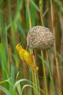 A gold weaver building a nest, iSimangaliso Wetland Park, St Lucia, KwaZulu-Natal, South Africa