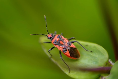 Cinnamon bug, Corizus hyoscyami, heteroptera, cinnamon bug, insects, bugs