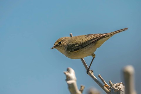 Chiffchaff, phylloscopus collybita, zilpzalp, birds, passeri, songbirds, birds