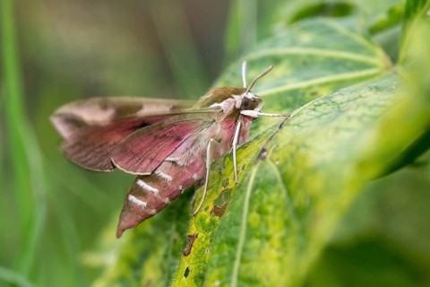 Hyles euphorbiae, milkweed swarmers, butterfly, insects, moths, moths, moths, butterfly, swarmer,