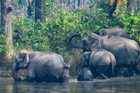 Wild elephant herd at waterhole, Asian elephant, Elephas maximus, Bardia National Park, jungle,