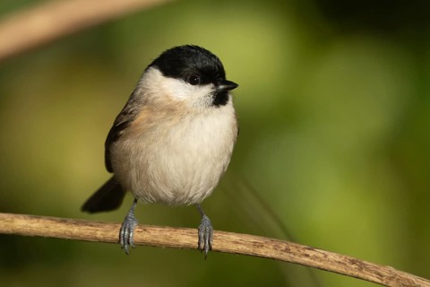 Marsh tit (Poecile palustris) adult bird on a tree branch, England, United Kingdom