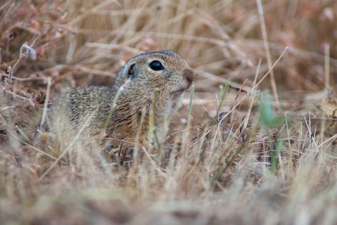 Citellus citellus, European ground squirrel, common ground squirrel, rodents, rodentia, Bulgaria,