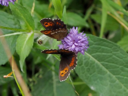 Two butterflies, the White-banded Brown (Erebia ligea), on a purple flower, Goms, Canton of Valais,