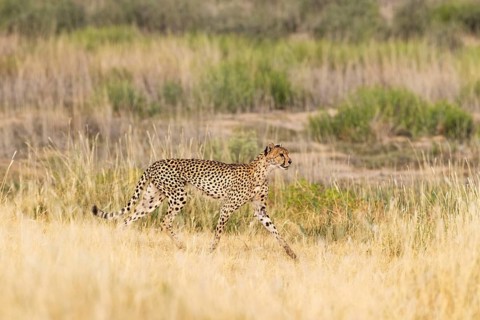 Cheetah (Acinonyx jubatus). Femal, walking. Kalahari Desert, Kgalagadi Transfrontier Park, South