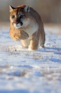 Cougar (Felis concolor), Minnesota, USA: A Cougar hunts intently through the snow at high speed