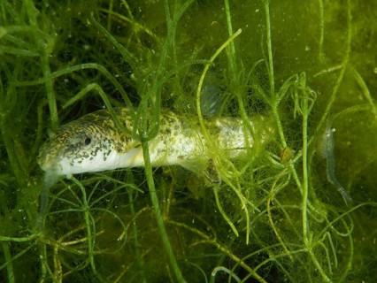 A fish, the brook loach (Barbatula barbatula), is camouflaged amongst the algae in the murky water