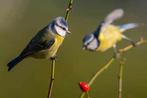 Blue tit, parus caeruleus, birds, tits, passeri, songbirds, songbirds, tits, birds