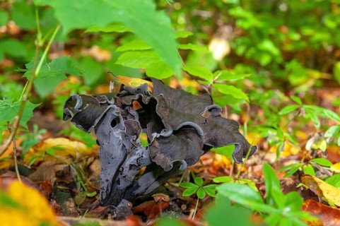 Craterellus cornucopioides, autumn trumpet, trumpet, black chanterelle, fungi, fungus, mushrooms,