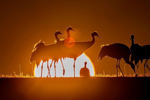 Cranes in fiery silhouette against setting sun, warm and atmospheric scene, Hornbörgassjön,