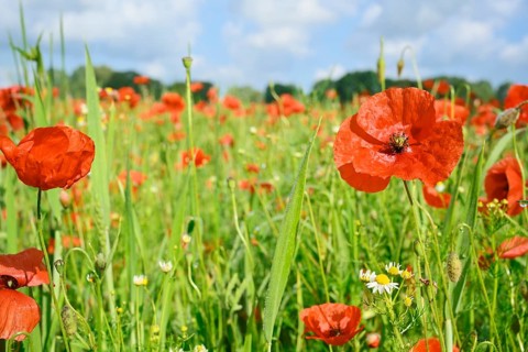 Common poppy (Papaver rhoeas), in bloom, North Rhine-Westphalia, Germany