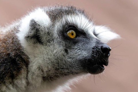 Close-up of a lemur gazing intently into the distance with yellow eyes, ring-tailed lemur (Lemur