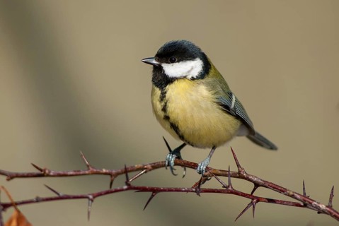 Great tit, great tit, parus major, birds, tits, passeri, songbirds, songbirds, tits, birds