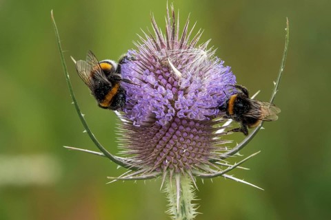 Two bumblebees are perched on flowering wild teasel (Dipsacus fullonum), Baden-Württemberg, Germany