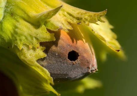 Betulaceae, birch family, corylus avellana, common hazel, hazel borer, hazel, hazel, common hazel,