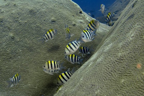 A school of striped fish, Indo-Pacific sergeant fish (Abudefduf vaigiensis), swimming over coral