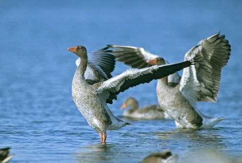 Anser Anser, Greylag or Graylag Goose, Grelag Goose, Anatidae, Birds, Duckbirds, Goose, Plumage