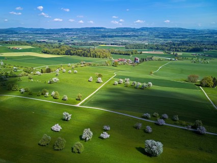Blooming fruit trees, Beinwil, Freiamt, Canton of Aargau Switzerland