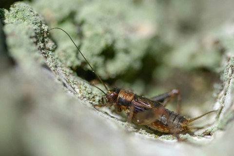 Nemobius sylvestris, forest crickets, ensifera, crickets, grasshoppers, insects, insects,