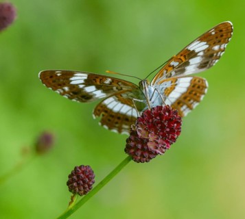 Small kingfisher, Ladoga camilla, limenitis camilla, white admiral, butterfly, insects, butterfly,