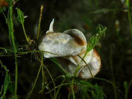 A solitary river snail, Viviparus viviparus, crawls over aquatic plants in an underwater setting at