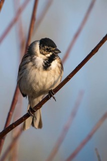 Emberiza Schoeniclus, reed bunting, birds, high size, portrait format, male, passeri, songbirds,