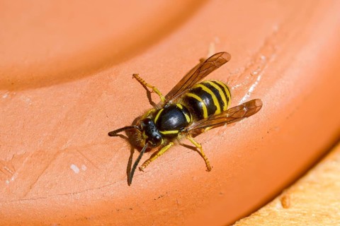 German wasp, real wasp, German wasp, hymenoptera, short-headed wasps, vespula germanica, worker,
