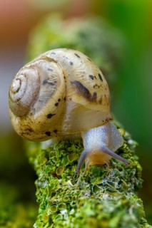 Bush snail, fruticicola fruticum, labelled shrub snail, gastropod, high size, portrait format,