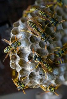 Brighter-colored paper wasp, French field wasp, gallic field wasp, house field wasp, hymenoptera,