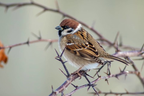 Tree Sparrow, Passer Montanus, Sparrow, Tree Sparrow, Birds, Passeri, Songbirds, Sparrow, Sparrow,