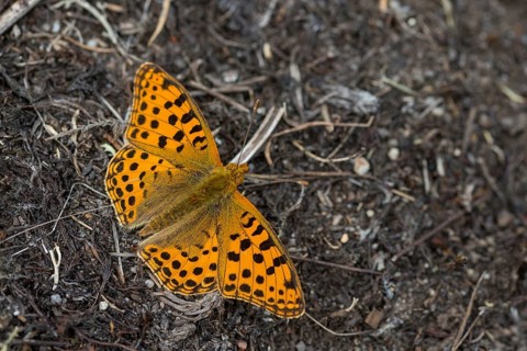 Argynnis Lathonia, Issoria Lathonia, Little Mother of Pearl Butterfly, Queen of Spain Fritillary,