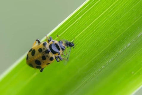 13-spotted lady beetle, thirteen-point ladybird, thirteen-spotted marsh ladybird, Hippodamia