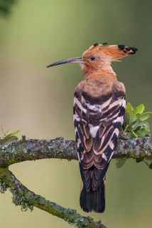 Hoopoe, Upupa Epops, Hoopoe, Birds, Extremadura, High Size, Portrait, Spain, Upupidae, Birds