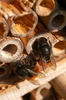 Apidae, bees, horned mason bee, hymenoptera, hornfaced bee, hymenoptera, insect house, insect nest