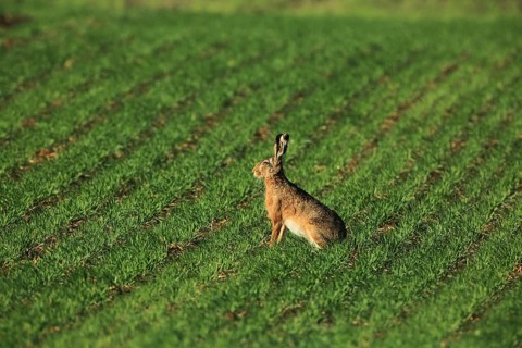 A hare sits alone in a field planted in neat rows, a European hare (Lepus europaeus) sits in a