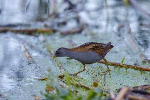 Little Crake (Porzana parva) male foraging, Lesvos, Greece