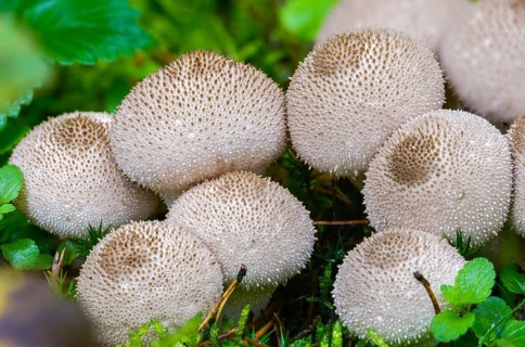 Brown bovist, brown dust bovist, brownish dust, bottle bovist, lycoperdone umbrinum, dust, fungi,