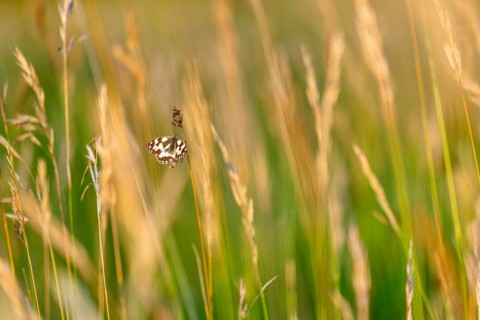 A checkerboard butterfly (Melanargia galathea) perched in the brown grass, Satyrinae, Kreuzbühl