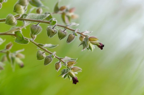 Boraginaceae, brown monkwort, brown nonea, dark wrinkled nutlet, monkweed, limpwort, nonea erecta,