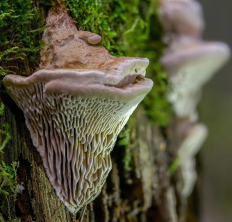 Beam Porling, Beam Leafing, Gloeophyllum Trabeum, Lenzites Trabea, Timber Gill Polypore, Trametes