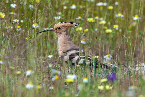 Hoopoe, upupa epops, hoopoe, birds, Extremadura, Spain, upupidae, birds