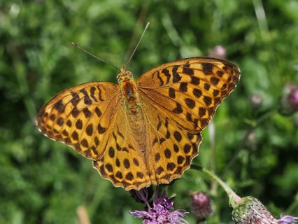 An orange butterfly with patterned wings, the Emperor (Argynnis paphia), on a flower at Hüttchopf,